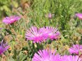 Img_1818